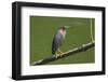 Green Heron (Butorides Virescens) by the Nosara River at the Biological Reserve-Rob Francis-Framed Photographic Print