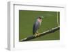 Green Heron (Butorides Virescens) by the Nosara River at the Biological Reserve-Rob Francis-Framed Photographic Print