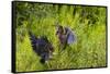 Green Heron (Butorides virescens) feeding time-Larry Ditto-Framed Stretched Canvas