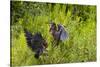 Green Heron (Butorides virescens) feeding time-Larry Ditto-Stretched Canvas