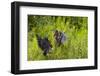 Green Heron (Butorides virescens) feeding time-Larry Ditto-Framed Photographic Print