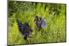 Green Heron (Butorides virescens) feeding time-Larry Ditto-Mounted Photographic Print