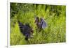 Green Heron (Butorides virescens) feeding time-Larry Ditto-Framed Photographic Print