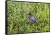 Green Heron (Butorides virescens) standing in shrubs-Larry Ditto-Framed Stretched Canvas