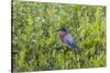 Green Heron (Butorides virescens) standing in shrubs-Larry Ditto-Stretched Canvas