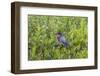 Green Heron (Butorides virescens) standing in shrubs-Larry Ditto-Framed Photographic Print