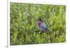 Green Heron (Butorides virescens) standing in shrubs-Larry Ditto-Framed Photographic Print