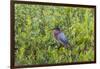 Green Heron (Butorides virescens) standing in shrubs-Larry Ditto-Framed Photographic Print