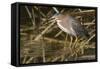 Green Heron Catchs a Crawfish-Hal Beral-Framed Stretched Canvas