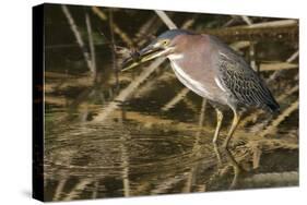 Green Heron Catchs a Crawfish-Hal Beral-Stretched Canvas