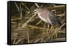 Green Heron Catchs a Crawfish-Hal Beral-Framed Stretched Canvas