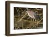 Green Heron Catchs a Crawfish-Hal Beral-Framed Photographic Print