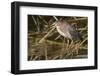 Green Heron Catchs a Crawfish-Hal Beral-Framed Photographic Print