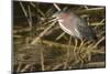 Green Heron Catchs a Crawfish-Hal Beral-Mounted Photographic Print