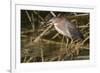 Green Heron Catchs a Crawfish-Hal Beral-Framed Photographic Print