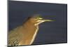 Green Heron Closeup-Hal Beral-Mounted Photographic Print