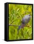 Green Heron, Florida, USA-Cathy & Gordon Illg-Framed Stretched Canvas