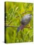 Green Heron, Florida, USA-Cathy & Gordon Illg-Stretched Canvas