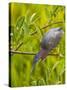 Green Heron, Florida, USA-Cathy & Gordon Illg-Stretched Canvas