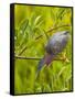 Green Heron, Florida, USA-Cathy & Gordon Illg-Framed Stretched Canvas