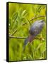 Green Heron, Florida, USA-Cathy & Gordon Illg-Framed Stretched Canvas