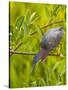 Green Heron, Florida, USA-Cathy & Gordon Illg-Stretched Canvas