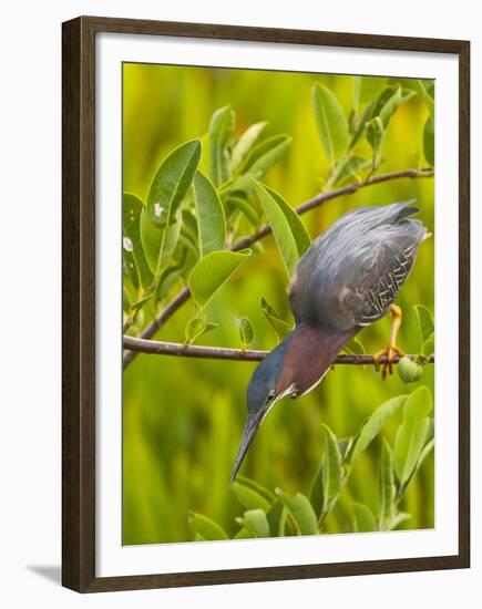 Green Heron, Florida, USA-Cathy & Gordon Illg-Framed Premium Photographic Print