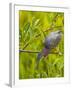 Green Heron, Florida, USA-Cathy & Gordon Illg-Framed Premium Photographic Print