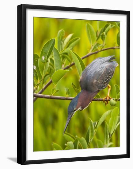 Green Heron, Florida, USA-Cathy & Gordon Illg-Framed Premium Photographic Print