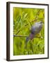 Green Heron, Florida, USA-Cathy & Gordon Illg-Framed Premium Photographic Print