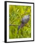 Green Heron, Florida, USA-Cathy & Gordon Illg-Framed Premium Photographic Print