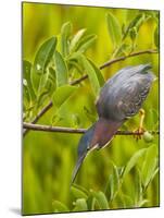 Green Heron, Florida, USA-Cathy & Gordon Illg-Mounted Premium Photographic Print