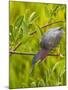 Green Heron, Florida, USA-Cathy & Gordon Illg-Mounted Premium Photographic Print