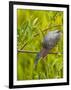 Green Heron, Florida, USA-Cathy & Gordon Illg-Framed Premium Photographic Print