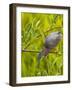 Green Heron, Florida, USA-Cathy & Gordon Illg-Framed Photographic Print