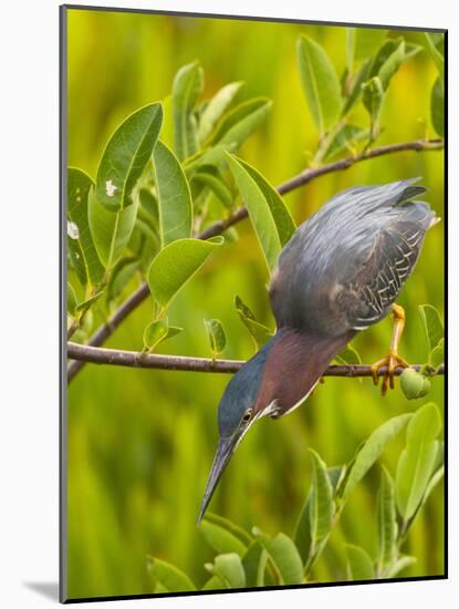 Green Heron, Florida, USA-Cathy & Gordon Illg-Mounted Photographic Print