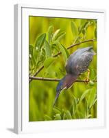 Green Heron, Florida, USA-Cathy & Gordon Illg-Framed Photographic Print