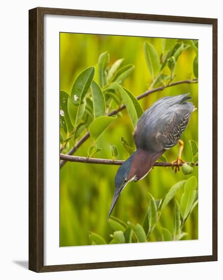 Green Heron, Florida, USA-Cathy & Gordon Illg-Framed Photographic Print