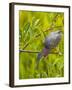 Green Heron, Florida, USA-Cathy & Gordon Illg-Framed Photographic Print