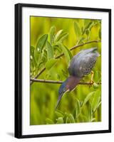 Green Heron, Florida, USA-Cathy & Gordon Illg-Framed Photographic Print