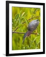 Green Heron, Florida, USA-Cathy & Gordon Illg-Framed Photographic Print