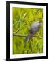 Green Heron, Florida, USA-Cathy & Gordon Illg-Framed Photographic Print