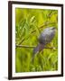 Green Heron, Florida, USA-Cathy & Gordon Illg-Framed Photographic Print