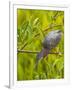 Green Heron, Florida, USA-Cathy & Gordon Illg-Framed Photographic Print