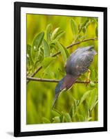 Green Heron, Florida, USA-Cathy & Gordon Illg-Framed Photographic Print