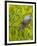 Green Heron, Florida, USA-Cathy & Gordon Illg-Framed Photographic Print