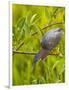 Green Heron, Florida, USA-Cathy & Gordon Illg-Framed Photographic Print