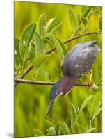 Green Heron, Florida, USA-Cathy & Gordon Illg-Mounted Photographic Print