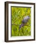 Green Heron, Florida, USA-Cathy & Gordon Illg-Framed Premium Photographic Print