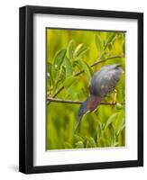 Green Heron, Florida, USA-Cathy & Gordon Illg-Framed Premium Photographic Print